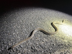 Arizona elegans