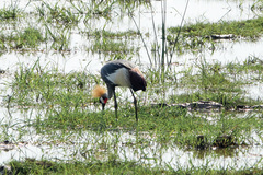 Balearica regulorum
