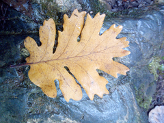 Quercus pyrenaica