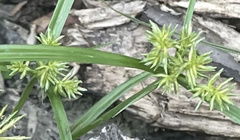 Cyperus croceus
