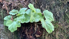 Heuchera micrantha