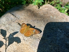 Pseudocoladenia