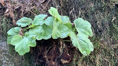 Heuchera micrantha