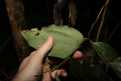 Cryptocarya pleurosperma