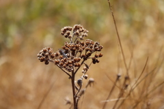 Achillea millefolium borealis