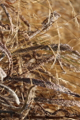 Achillea millefolium borealis