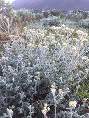 Helichrysum patulum