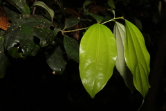 Cryptocarya pleurosperma