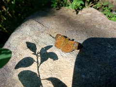 Pseudocoladenia