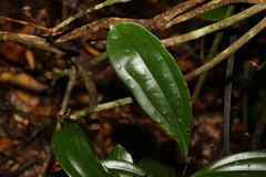 Cryptocarya pleurosperma