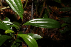 Cryptocarya pleurosperma