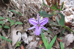 Thysanotus manglesianus