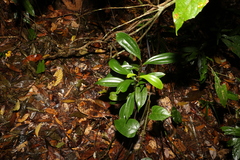 Cryptocarya pleurosperma