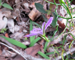 Thysanotus manglesianus