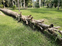 Corypha umbraculifera