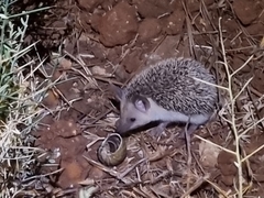Hemiechinus auritus