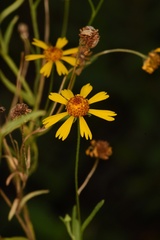 Helenium elegans