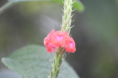 Stachytarpheta mutabilis