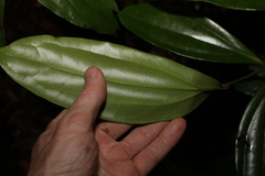 Cryptocarya pleurosperma