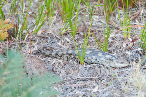 Tiliqua nigrolutea
