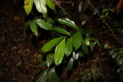 Cryptocarya pleurosperma