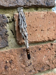 Metura elongatus