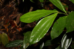 Cryptocarya pleurosperma