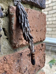 Metura elongatus