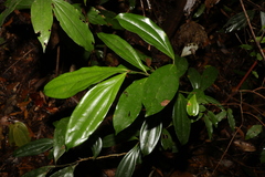 Cryptocarya pleurosperma