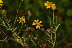Helenium elegans