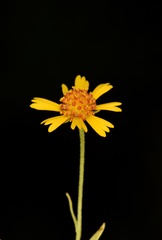 Helenium elegans