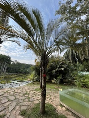 Dypsis decaryi