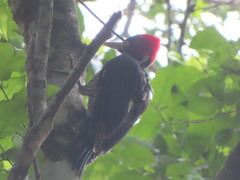 Campephilus guatemalensis