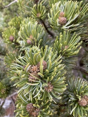 Pinus culminicola