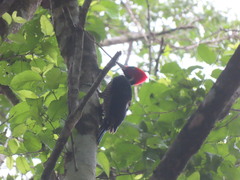 Campephilus guatemalensis