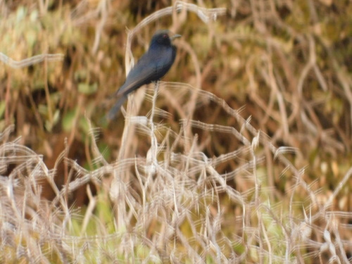 Fork-tailed Drongo
