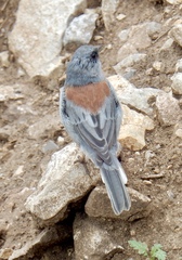 Junco hyemalis dorsalis