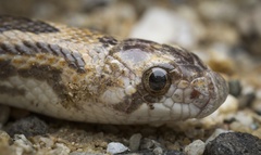 Phyllorhynchus decurtatus