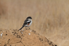 Lanius collaris collaris