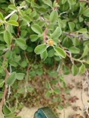 Euphorbia misera