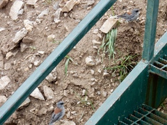 Junco hyemalis dorsalis