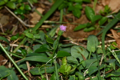 Emilia javanica