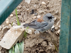 Junco hyemalis dorsalis