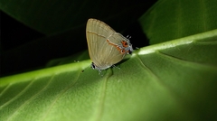Calycopis