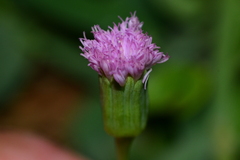 Emilia javanica