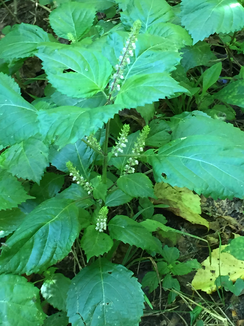 Perilla frutescens var. frutescens