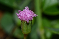 Emilia javanica