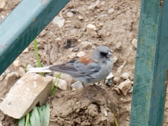 Junco hyemalis dorsalis