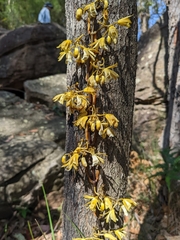 Erythrorchis cassythoides