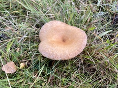 Lactarius pubescens